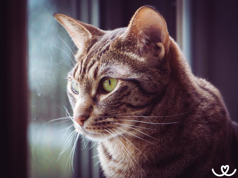 Kocici-plemeno-ocicat (7)
